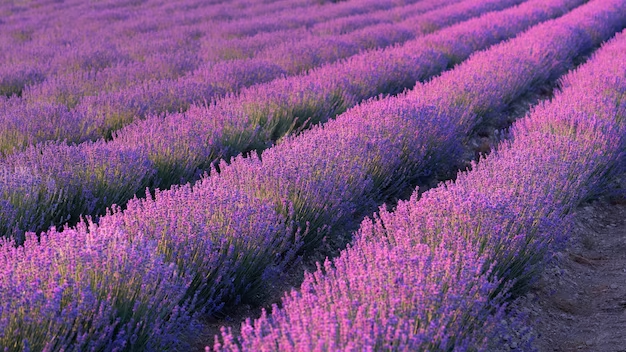  Lavanda: proprietà curative