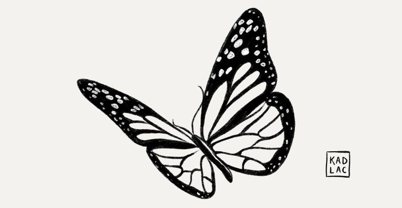 A drawing of a butterfly