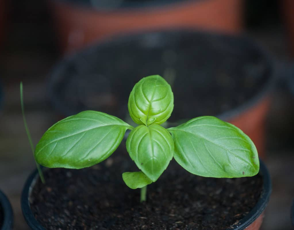 Will small basil leaves taste good