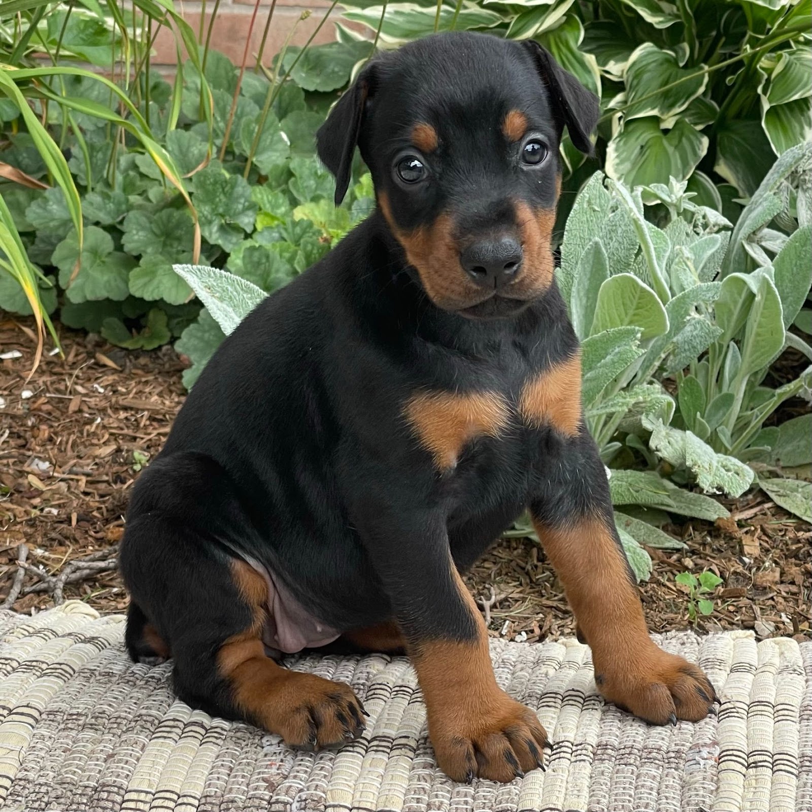 doberman pinscher