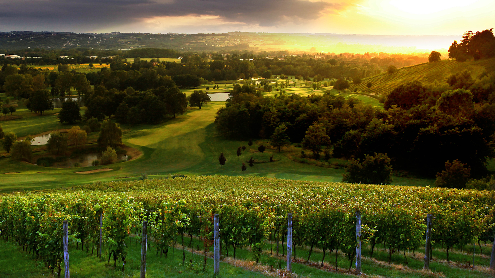 Vineyard with pruned vines under the Simonit and Sirch Pruning Method