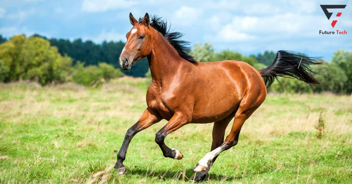 Bay: Showing Opposite Beauty,rare horse