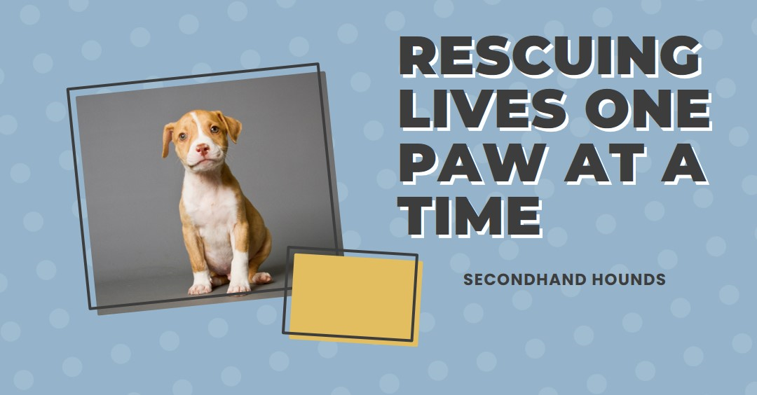 Rescuing Lives One Paw at a Time