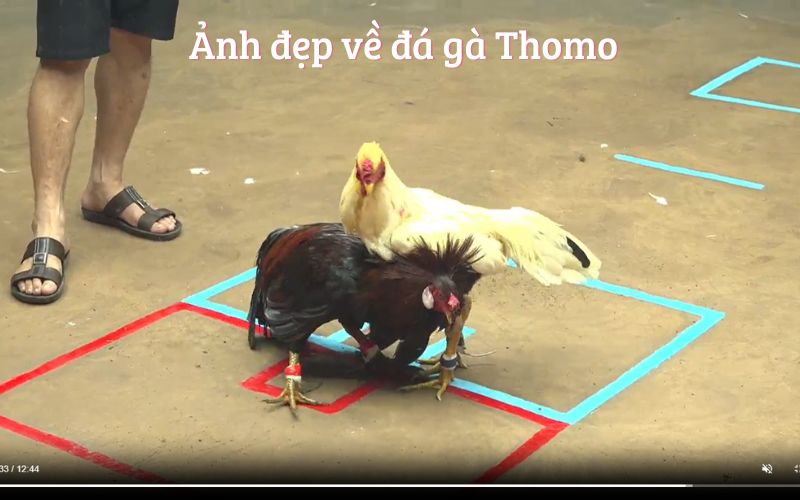 Ảnh đẹp về đá gà Thomo