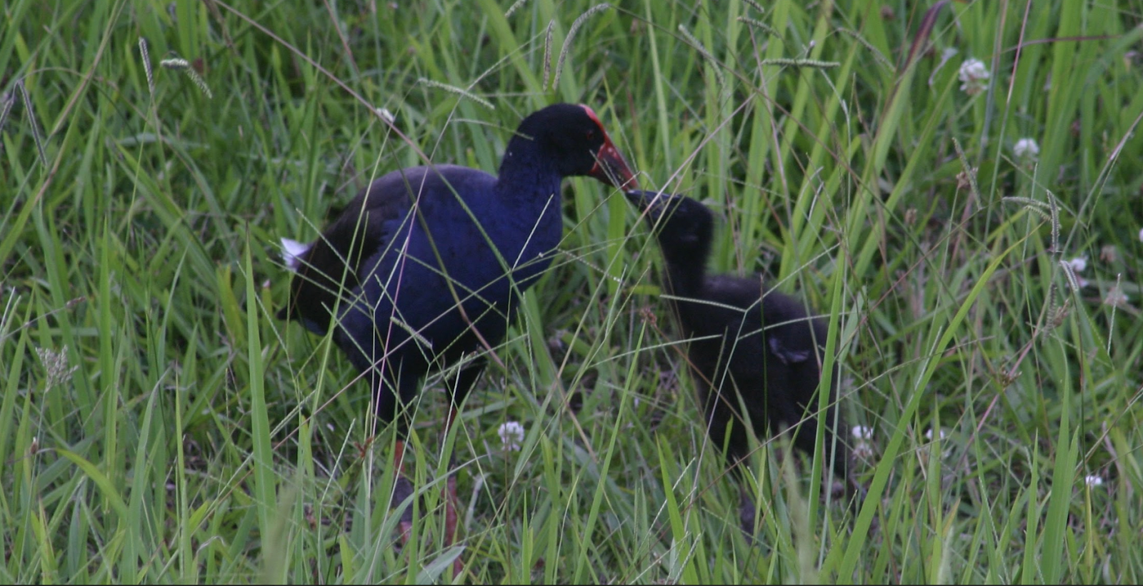 swamp hen feeding chick