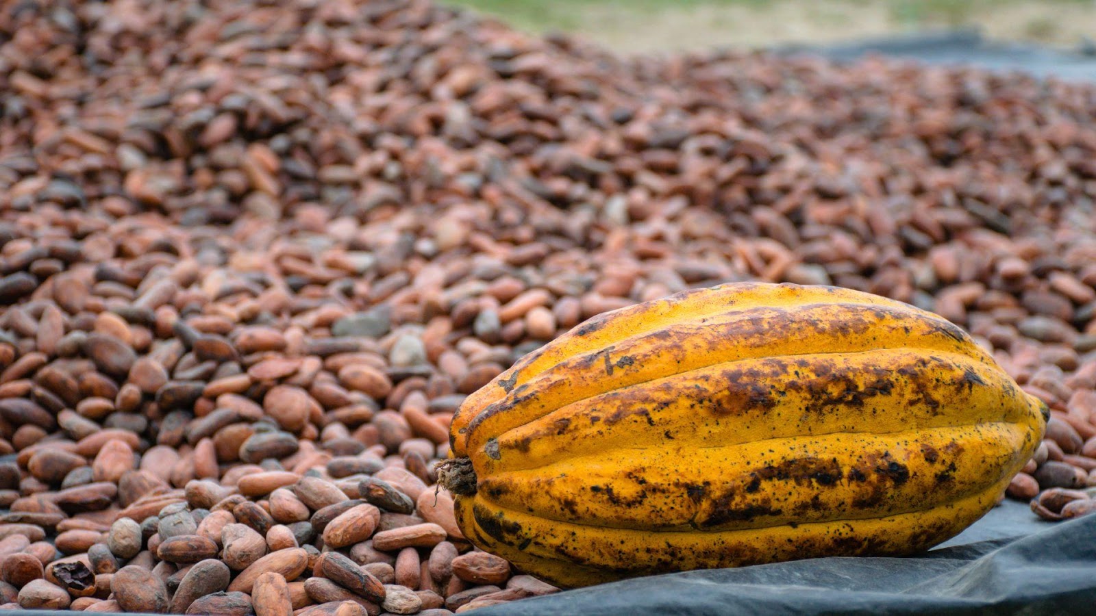 fruto-cacau-produtores-de-cacau