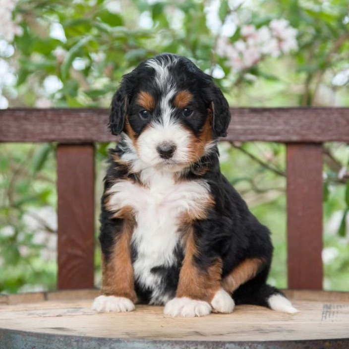 MINI BERNEDOODLE