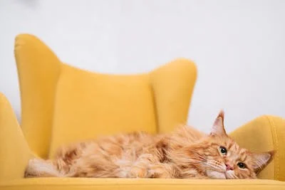 A cat lying on a yellow chair

Description automatically generated