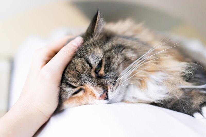 mano femenina acariciando triste calico maine coon gato