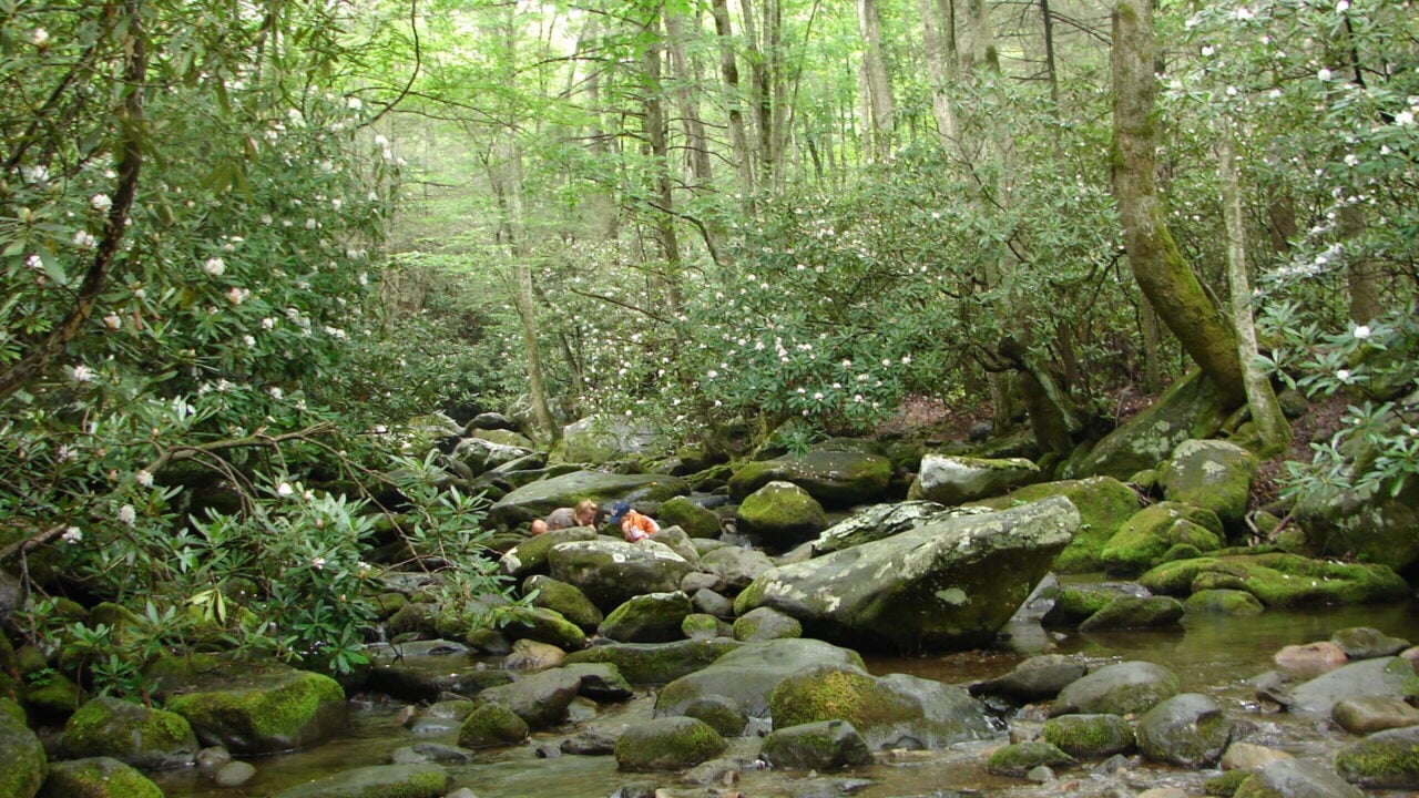 Great Smoky Mountains National Park stream, Gatlinburg, Tennessee
