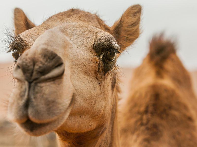 Why This New Technology Inspired by Camel Fur Is Super Cool | Science |  Smithsonian Magazine