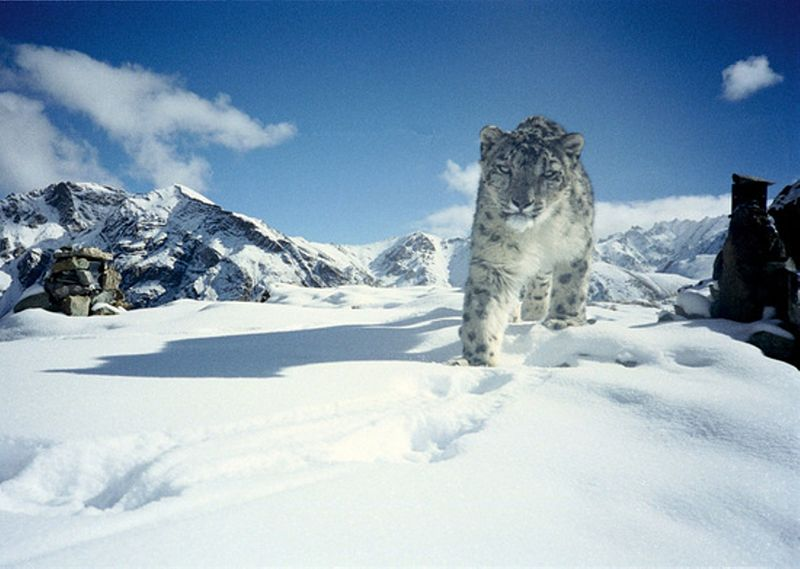 Hemis National Park & Wildlife Sanctuary 