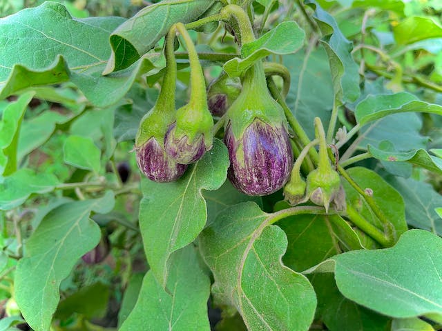 spotcovery-eggplant-growing-in-a -garden-what-not-to-plant-next-to-tomatoes