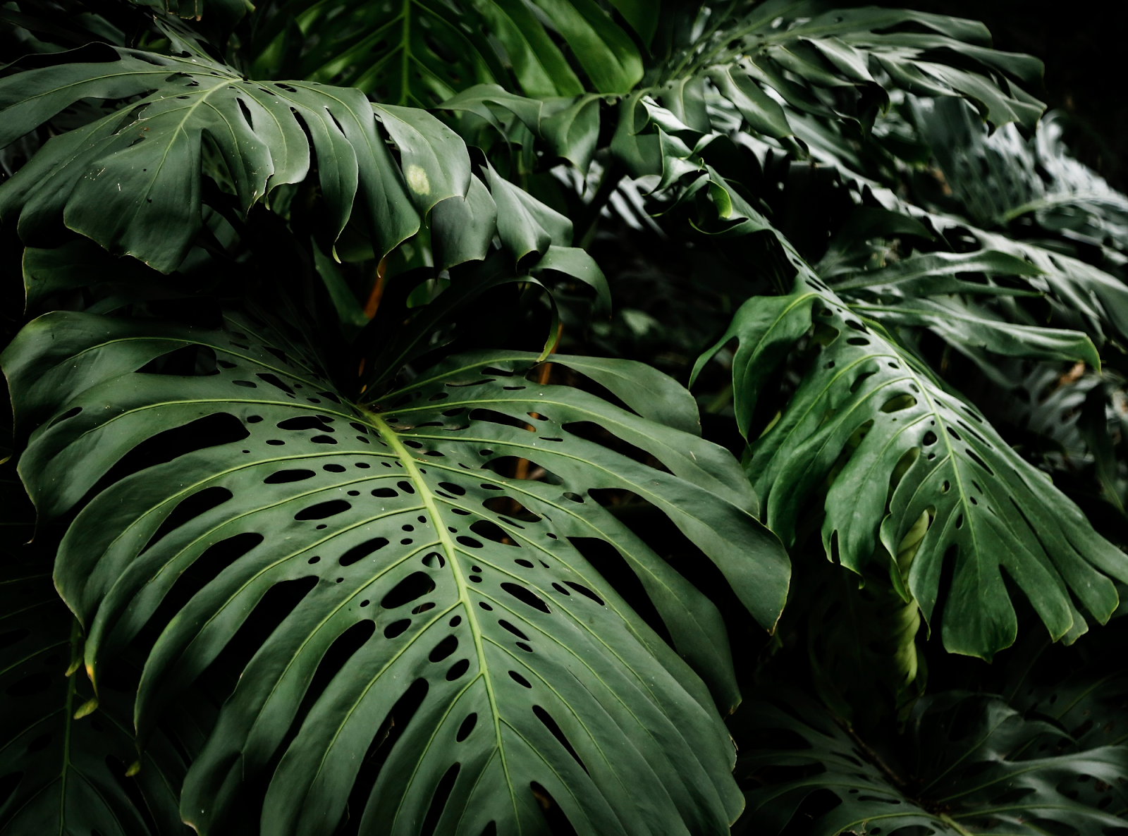 Flora e fauna della giungla
