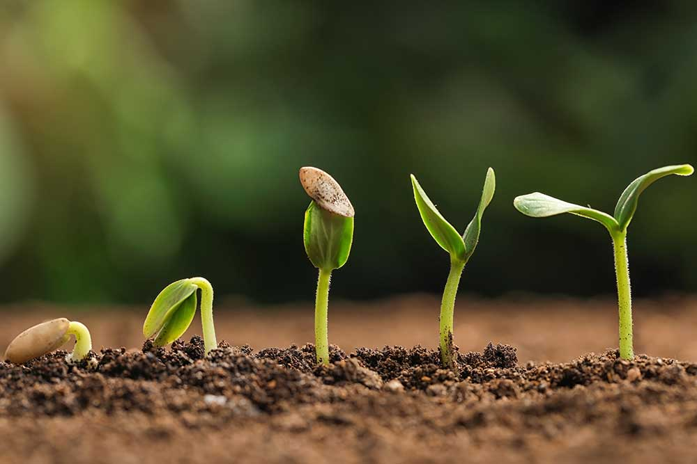 When to Start Pumpkin Seed Germination