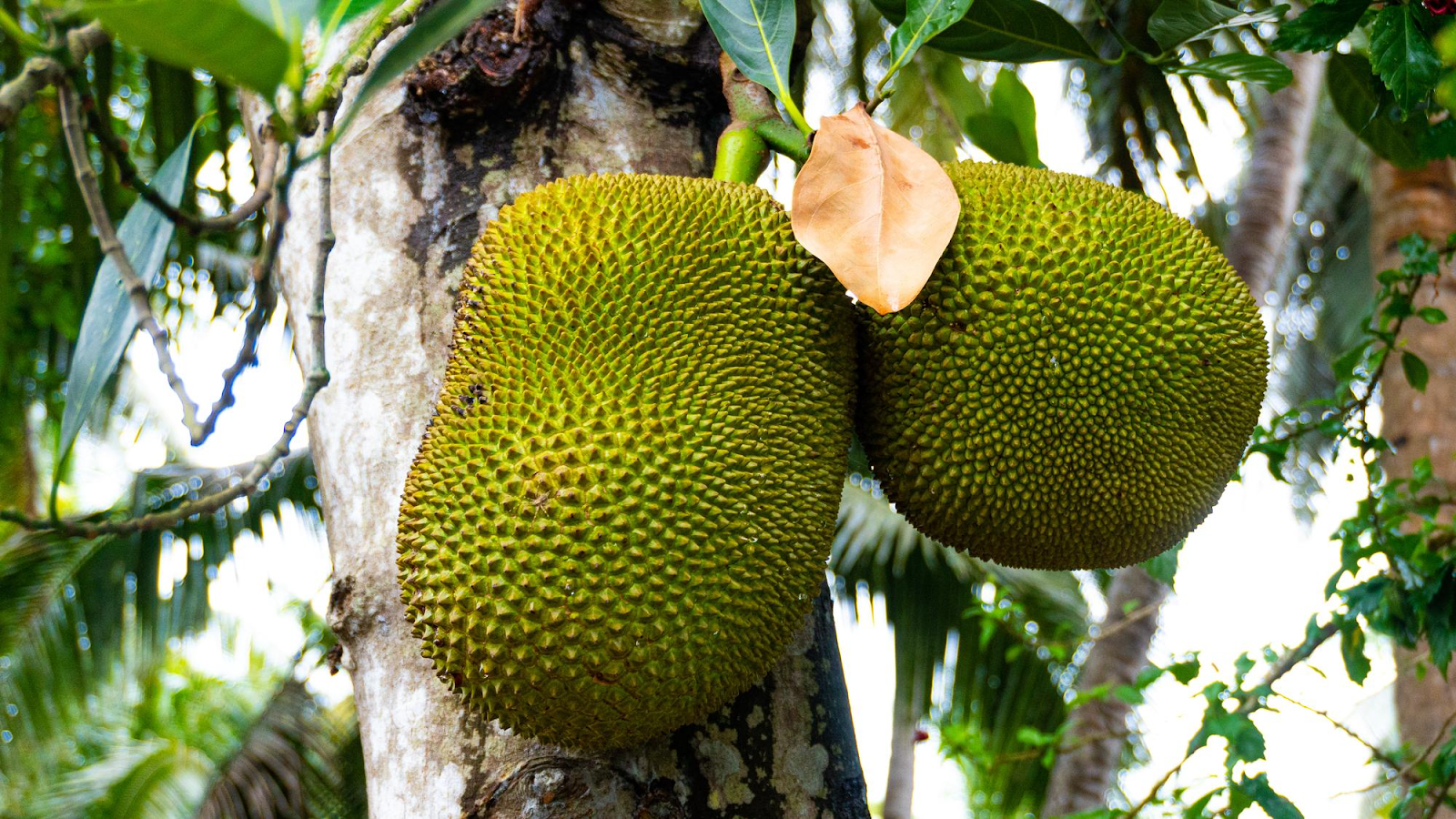 Jackfruit 