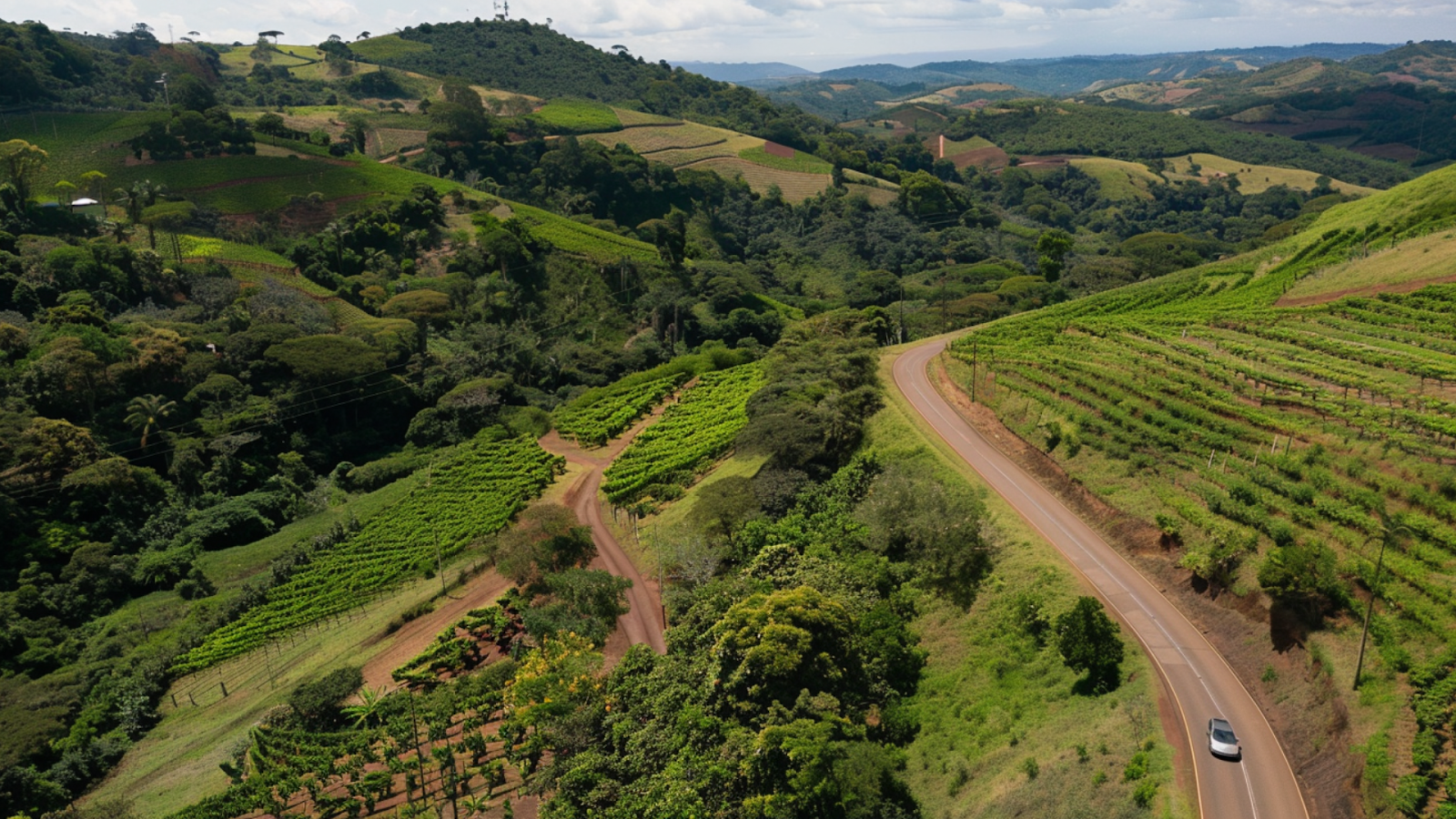 A scenic driving route amidst the vineyards near Sao Paulo
