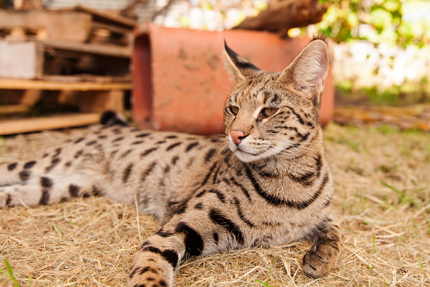 Savannah Cats Texas