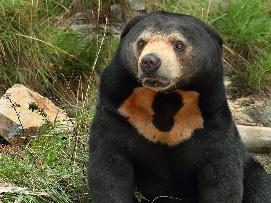 https://i.natgeofe.com/k/c6aaf871-00e9-499d-a874-26d283402aae/sun-bear-gold-collar_4x3.jpg