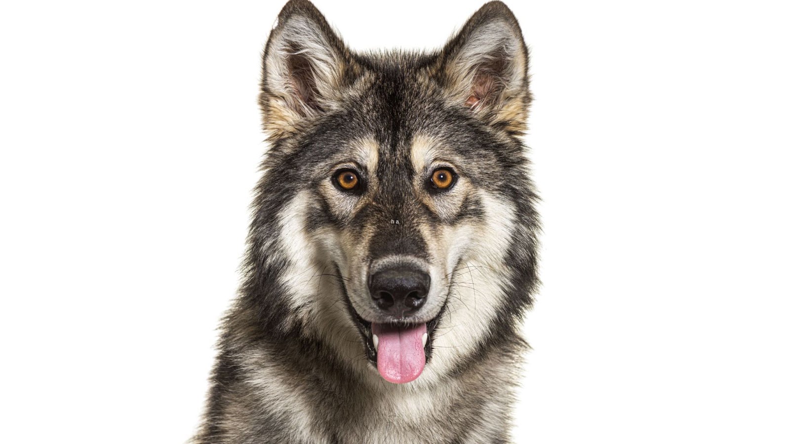 close up of gray Northern Inuit dog white background