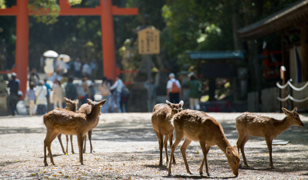 奈良県観光プロモーション