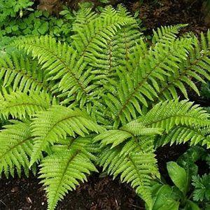 Tassel Fern