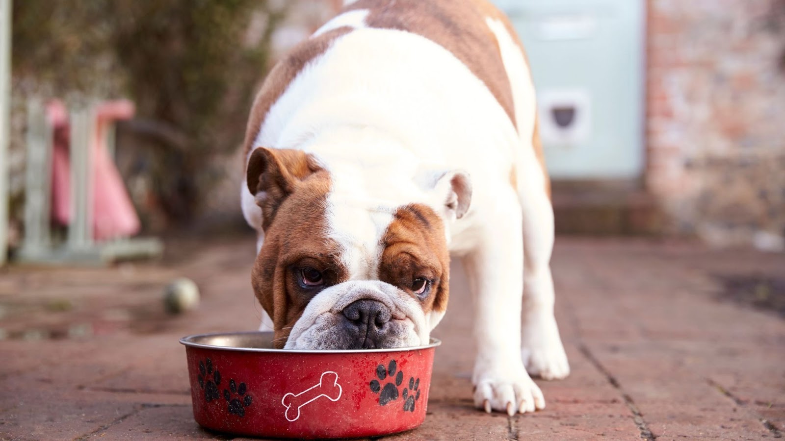 Bulldog eating food from red bowl diet may cause bad breath in dog