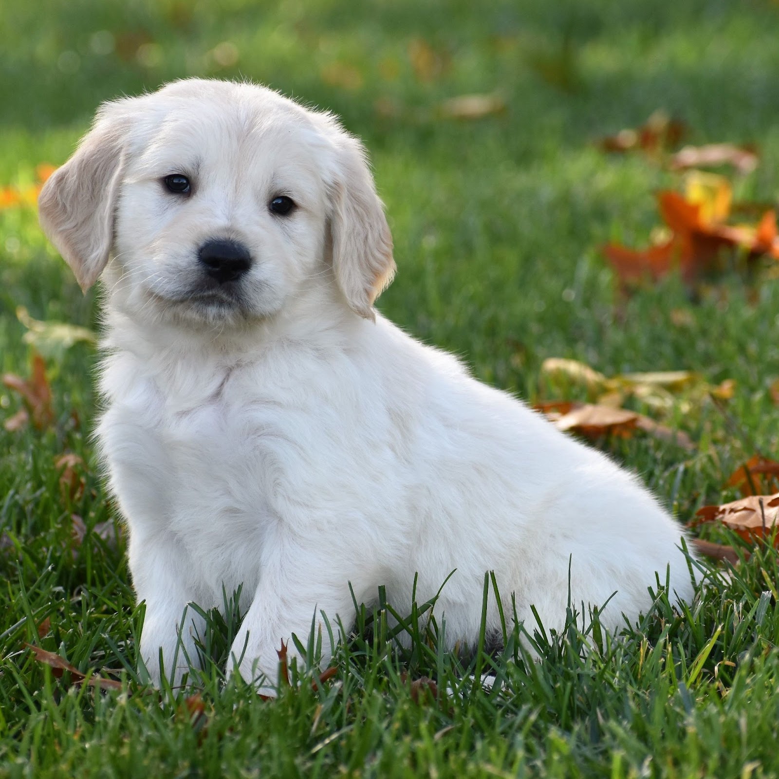 golden retriever puppy breed