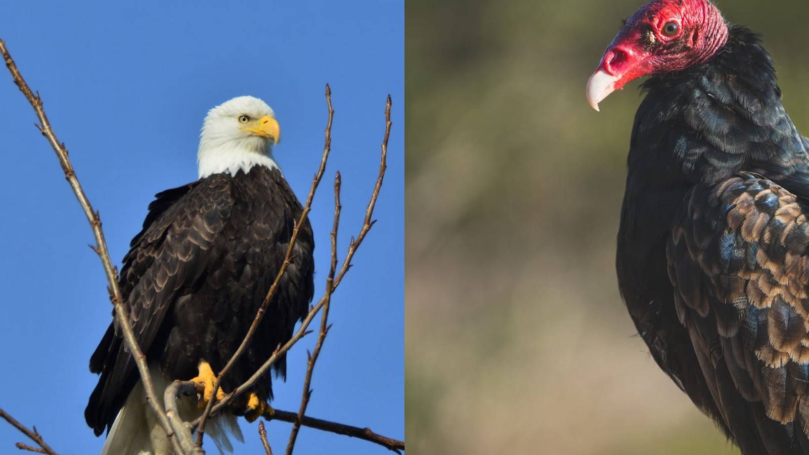 Bald eagle & Turkey vulture