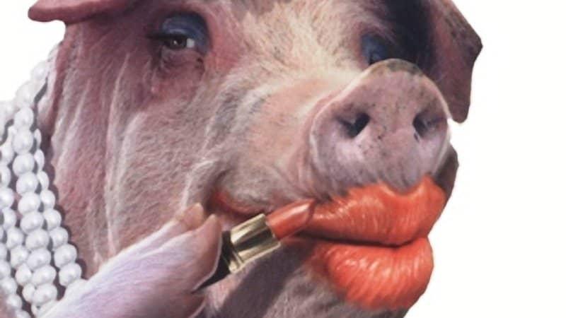 A pig with lipstick in mouth

Description automatically generated
