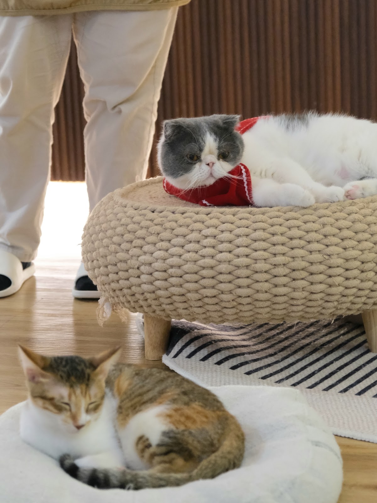 【台北大安區中途咖啡廳】M17 cafe & lab 中途貓咪咖啡館實驗室 與40隻流浪貓咪互動！