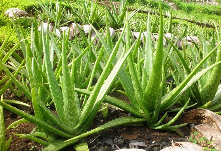 Aloe vera là một loại thực vật có nguồn gốc từ vùng nhiệt đới
