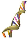 http://upload.wikimedia.org/wikipedia/commons/9/97/DNA_Double_Helix.png