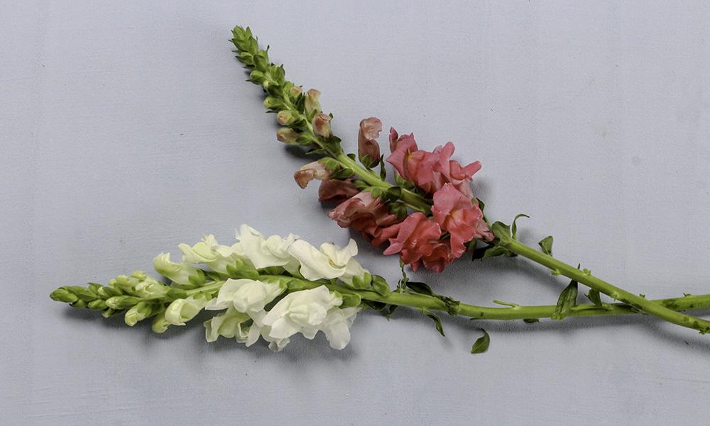 A selection of line flowers laid out 