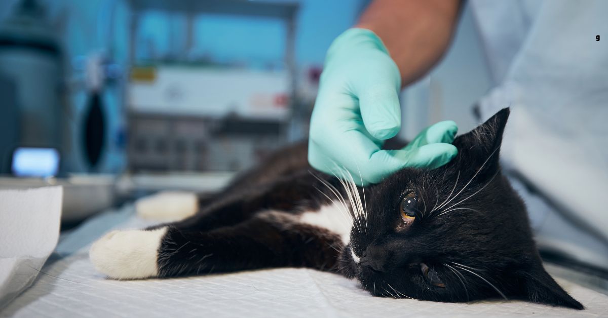 All about Animal Hospitals and Their Services