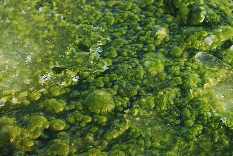 Use Algae Control Products