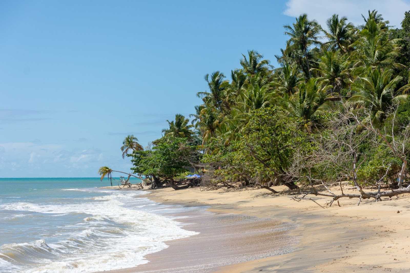 Praia com o mar cristalino ao lado esquerdo, de frente às árvores da vegetação nativa na pequena faixa de areia.