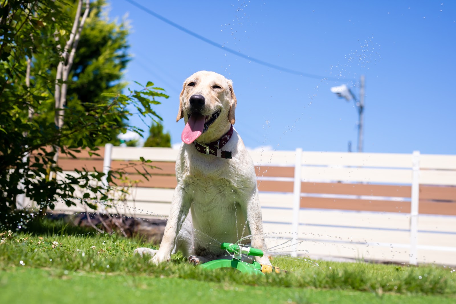 庭のスプリンクラーで遊ぶ犬