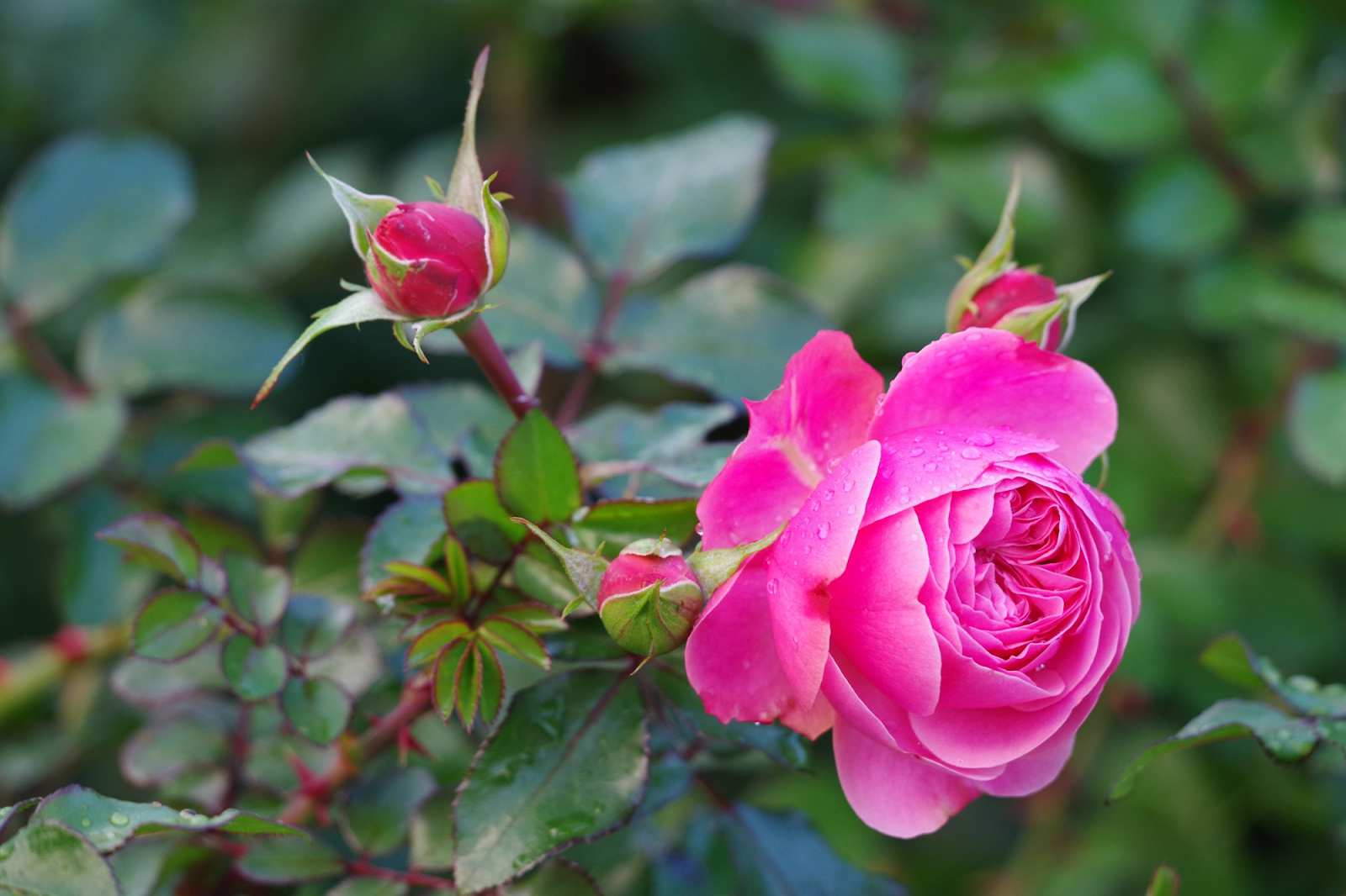 Perché sono consigliati i prodotti a base di rose?