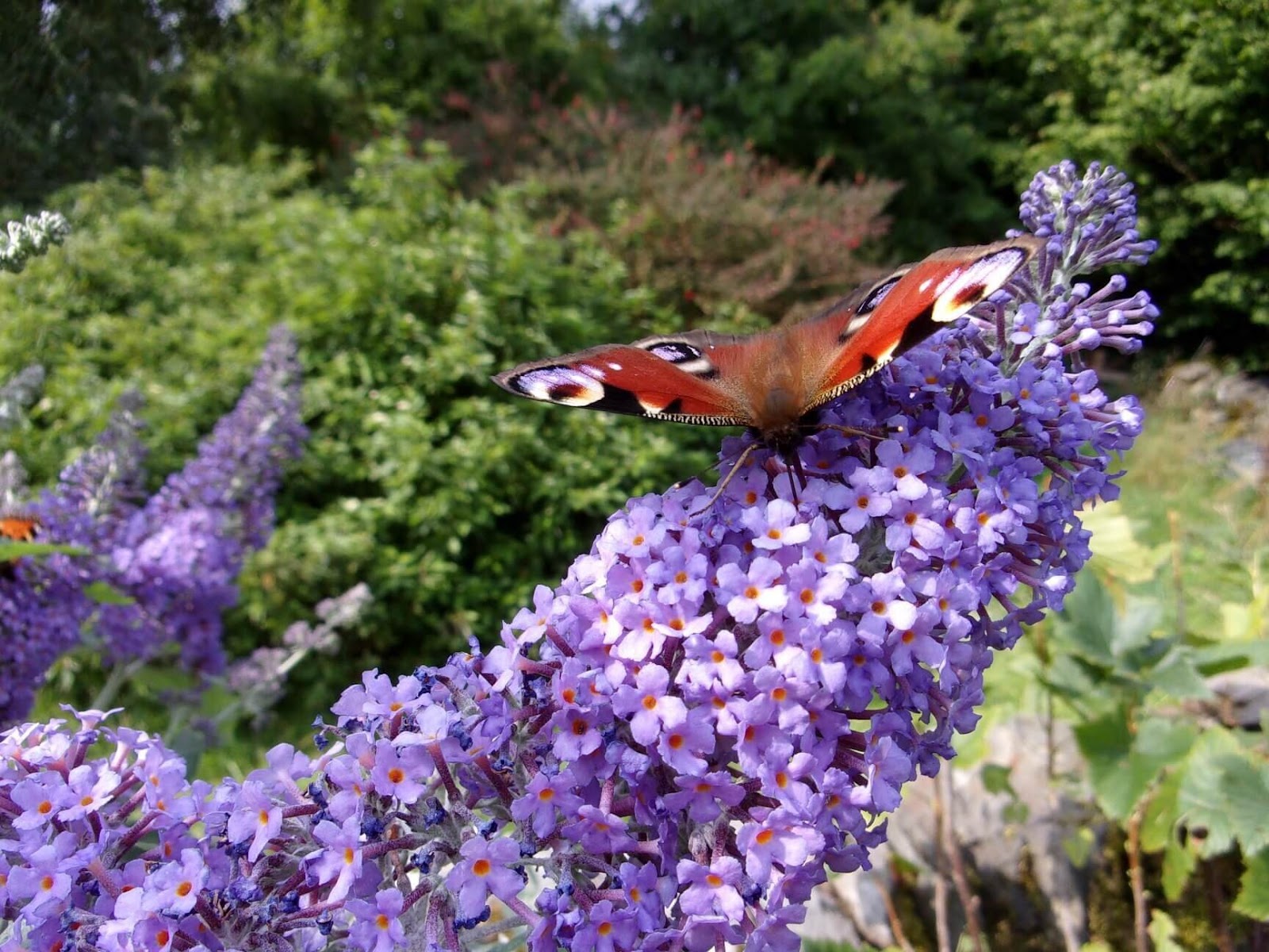 butterfly on buddelia gaelle chassery