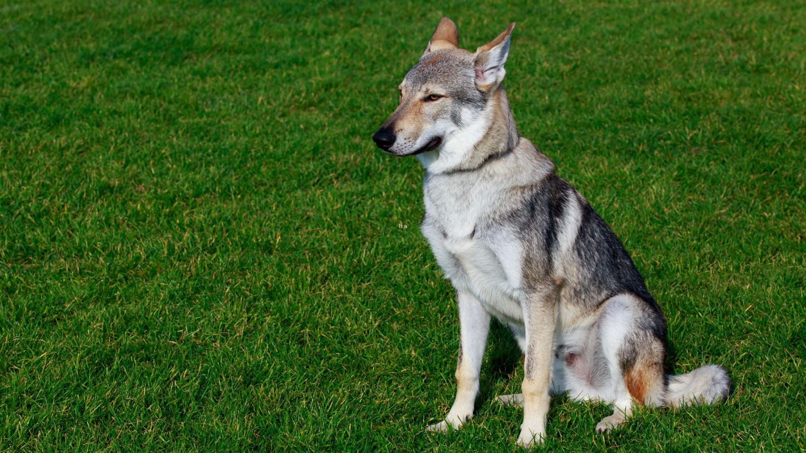 Czechoslovakian Wolfdog sitting on grass