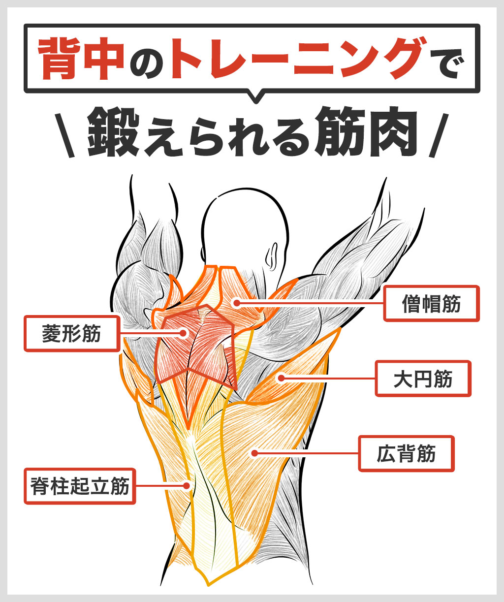 背中のトレーニングで鍛えられる筋肉