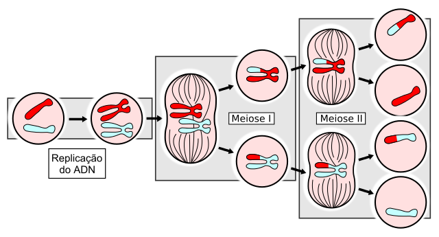 Fundamentos da hereditariedade: meiose