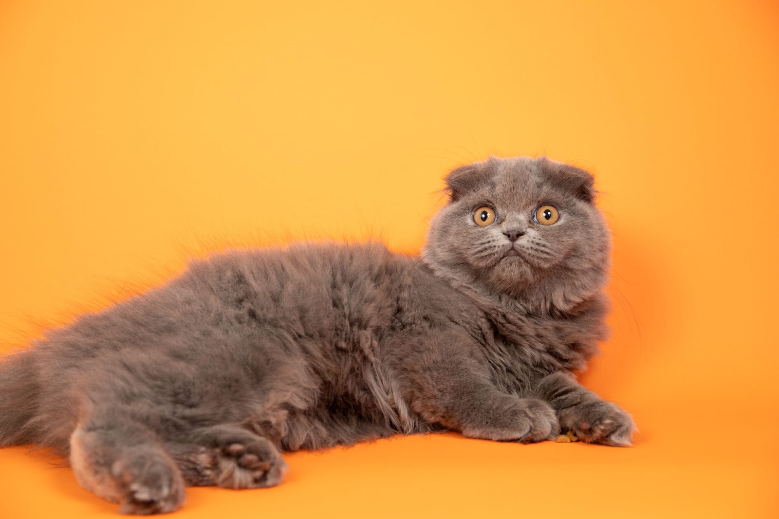 Image of a Scottish fold cat 
