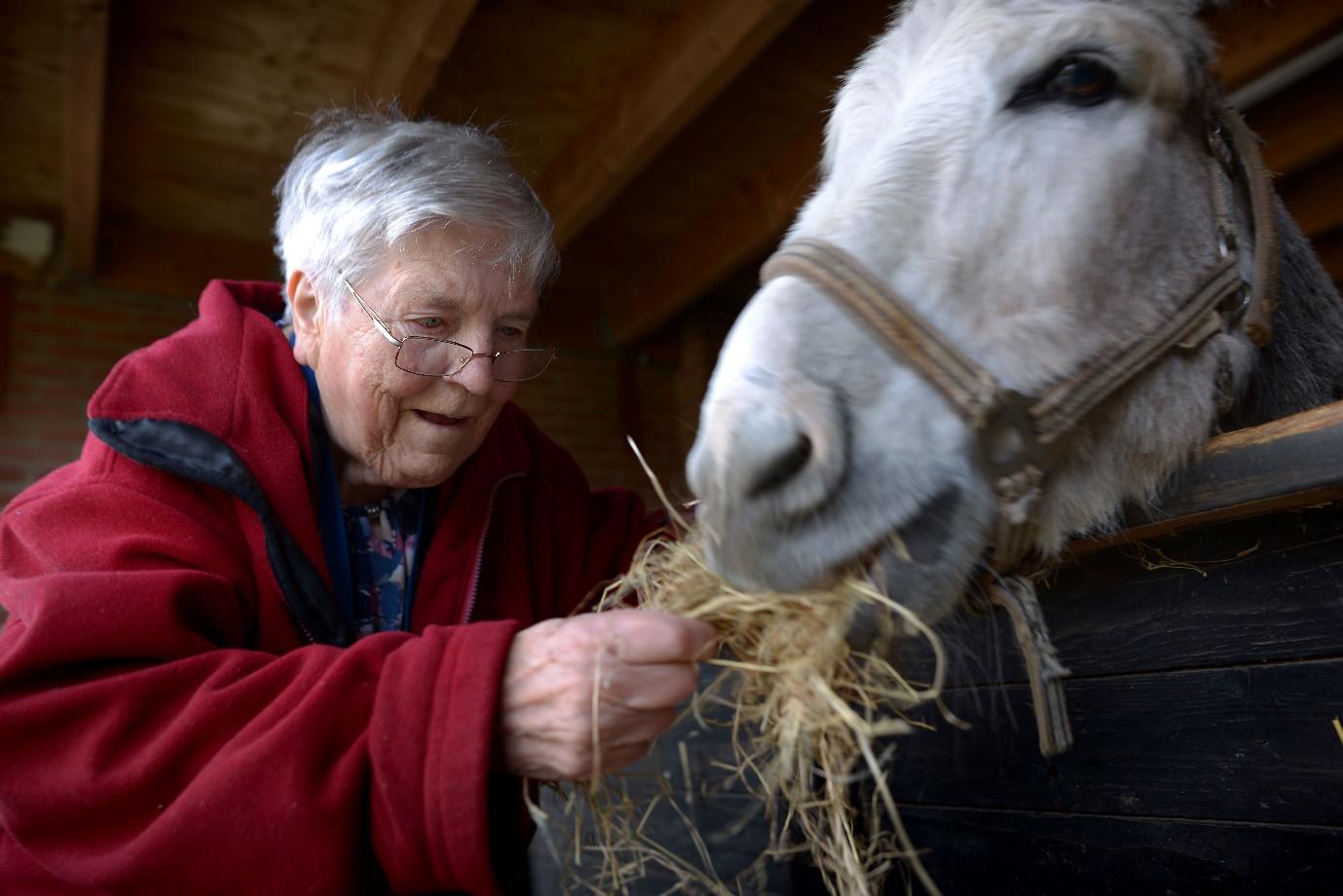 An old person feeding a horse

Description automatically generated