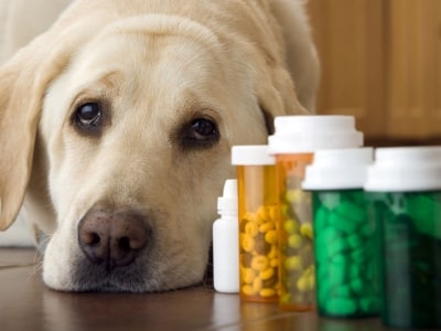 Medication for dogs