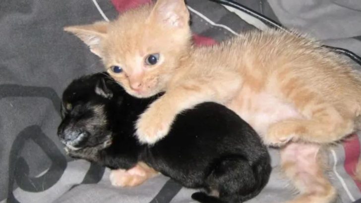 Rescue Kitten Gets A Home And Adopts An Orphaned Puppy