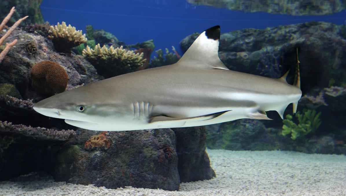Image result for blacktip shark