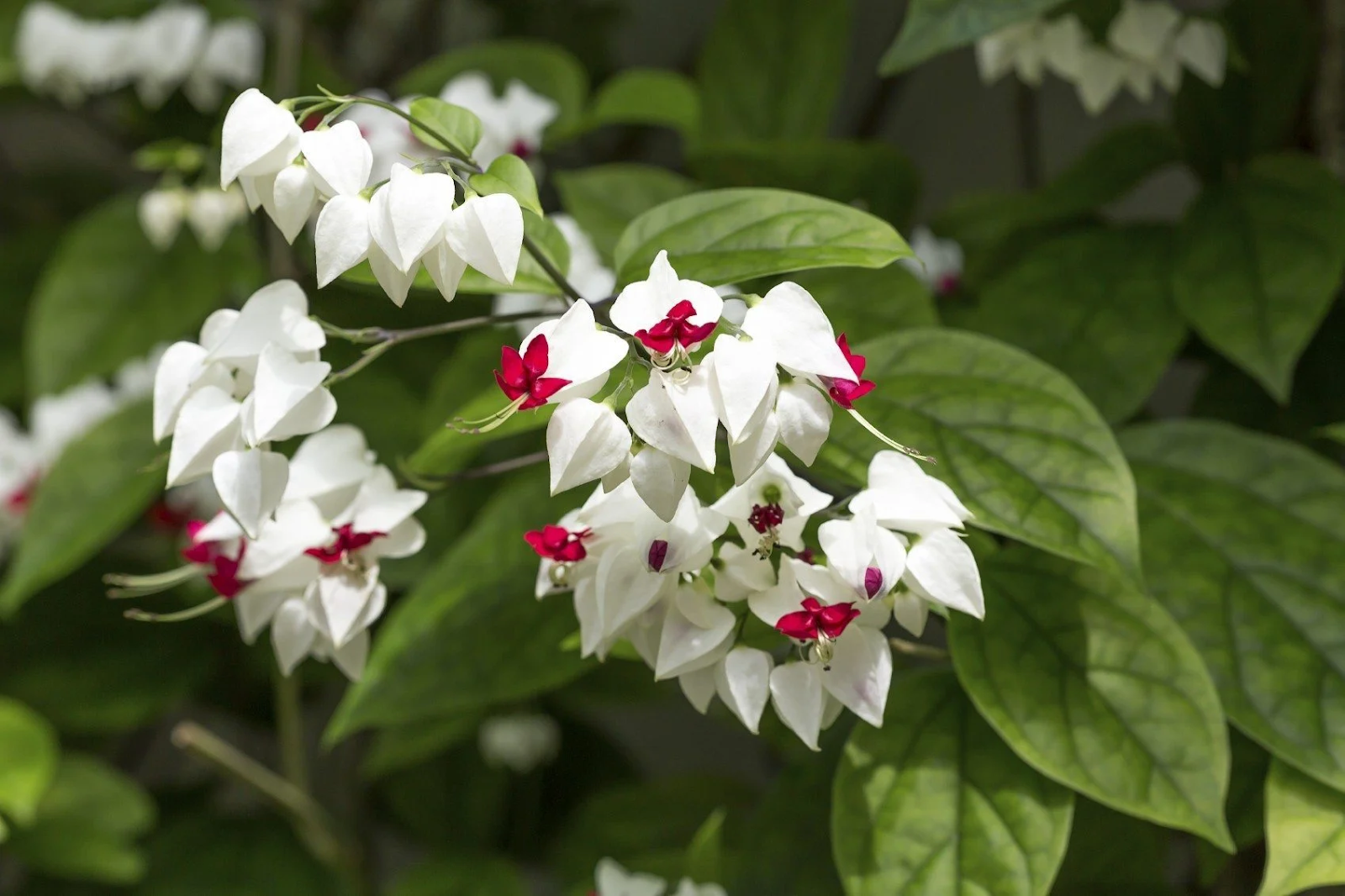 Bleeding Heart Vine (Dicentra spectabilis)