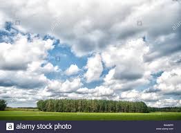 Forest and green field nature landscape on cloudy day. Sky with ...